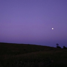 紫色初月